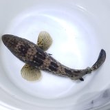 画像: ヤイトハタ（Mサイズ）