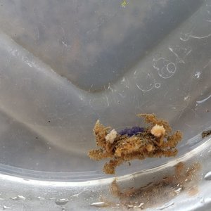 画像: 《近海産甲殻類》ヒメキンチャクガニ