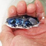 画像: 《近海産海水魚》【外洋捕獲】☆★☆ハリセンボン科幼魚（ヤセハリセンボン？）のカラーバリエーション【青化個体】…ハンドコート採取