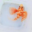 画像6: 《近海産海水魚》【レア】ヒメヤマノカミ(画像の個体です)…ハンドコート採取