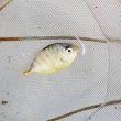 画像5: 《近海産海水魚》ギンガメアジ　幼魚…当店ハンドコート採取