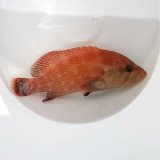 画像: 《近海産海水魚》激レア入荷☆★アザハタ…ハンドコート採取