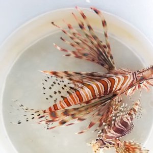 画像: 《近海産海水魚》ハナミノカサゴ…ハンドコート採取