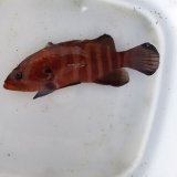 画像: 《近海産海水魚》ヤミハタ　MLサイズ【珍】…ハンドコート採取