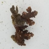 画像: 《近海産海洋生物》ミドリイシ