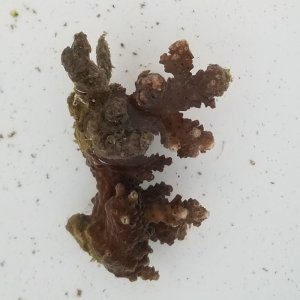 画像: 《近海産海洋生物》ミドリイシ