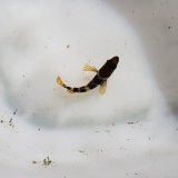 画像: 《近海産海水魚》【珍サイズ】アオハタ幼魚…ハンドコート採取