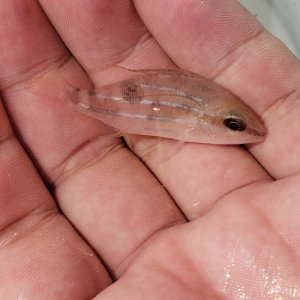 画像: 《近海産海水魚》【珍サイズ】ロクセンフエダイ幼魚…当店ハンドコート採取