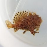 画像: 《近海産海水魚》カエルアンコウ（虎柄）・・ハンドコ ート採取
