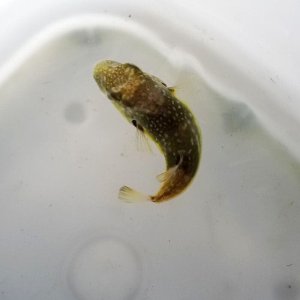 画像: 《近海産海水魚》カナフグ？幼魚【激レアサイズ】‥ハンドコート採取