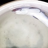 画像: 《近海産海水魚》※ポイント値引き中【珍入荷】ヒシコバン（ツートン）…ハンドコート採取