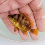 画像: 《近海産海水魚》ナミフエダイ 幼魚…当店ハンドコート採取