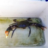 画像: 《近海産甲殻類》強暴！！アミメノコギリガザミ【雄個体】…当店ハンドコート採取