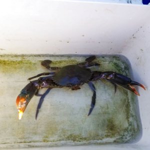 画像: 《近海産甲殻類》強暴！！アミメノコギリガザミ【雄個体】…当店ハンドコート採取