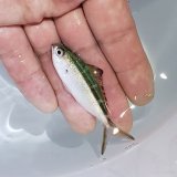 画像: 《近海産海水魚》ササムロ（Sサイズ）…ハンドコート採取