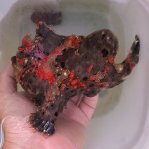 画像: 《近海産海水魚》【美個体でおススメ！】オオモンカエルアンコウ …ハンドコート採取※ポイント値引き
