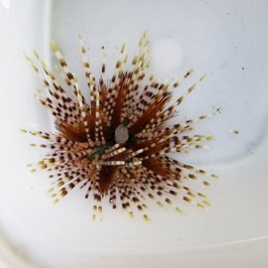 画像: 《近海産海洋生物》トックリガンガゼモドキ…ハンドコート採取