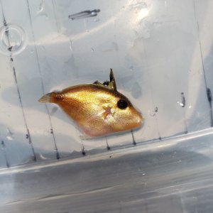 海水魚 海洋生物 アクアマリンズ ハギ フグ の仲間 Page 4