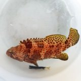 画像: 《近海産海水魚》キジハタ（アコウ）SMサイズ・・ハンドコート採取