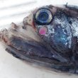 画像4: 《外洋性深海魚》ワニトカゲギス目の1種（画像の個体です）…冷凍個体