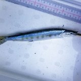 画像: 《深海産海水魚》サヨリ科の1種…冷凍個体