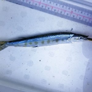 画像: 《深海産海水魚》サヨリ科の1種…冷凍個体