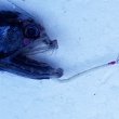 画像2: 《外洋性深海魚》ワニトカゲギス目の1種（画像の個体です）…冷凍個体