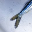 画像8: 《深海産海水魚》サヨリ科の1種…冷凍個体