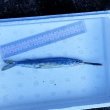 画像2: 《深海産海水魚》サヨリ科の1種…冷凍個体