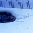 画像7: 《外洋性深海魚》ワニトカゲギス目の1種（画像の個体です）…冷凍個体