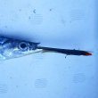 画像9: 《深海産海水魚》サヨリ科の1種…冷凍個体