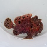 画像: 《近海産海水魚》【美個体でおススメ！】オオモンカエルアンコウ …ハンドコート採取
