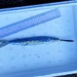 画像4: 《深海産海水魚》サヨリ科の1種…冷凍個体