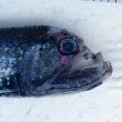 画像5: 《外洋性深海魚》ワニトカゲギス目の1種（画像の個体です）…冷凍個体
