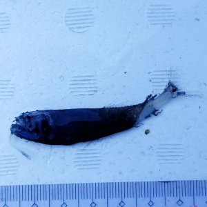 画像: 《近海産深海魚》ワニトカゲギス目の1種…冷凍個体