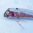 画像4: 《外洋性深海魚》テンガイハタ幼魚No.3（画像の個体です）…近海採取※ポイント10％還元