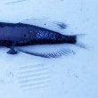 画像6: 《外洋性深海魚》ワニトカゲギス目の1種（画像の個体です）…冷凍個体