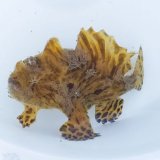 画像: 《近海産海水魚》カエルアンコウ（虎柄）・・ハンドコ ート採取