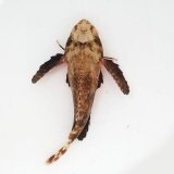 画像: 《近海産海水魚》ヒメオコゼ…ハンドコート採取