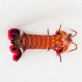 画像: 《近海産甲殻類》モンハナシャコ…ハンドコート採取