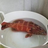 画像: 《近海産海水魚》【珍】スジアラ（Lサイズ）・・ハンドコート採取