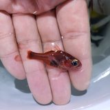 画像: 《近海産海水魚》コミナトテンジクダイ…当店ハンドコート採取