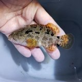 画像: 《近海産海水魚》アカマダラハタ…当店ハンドコート採取