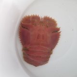 画像: 《近海産甲殻類》ウチワエビ(深海性)…ハンドコート採取