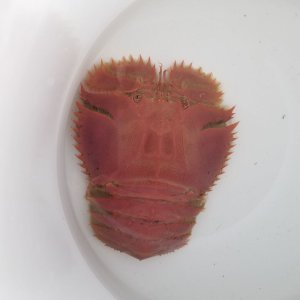 画像: 《近海産甲殻類》ウチワエビ(深海性)…ハンドコート採取