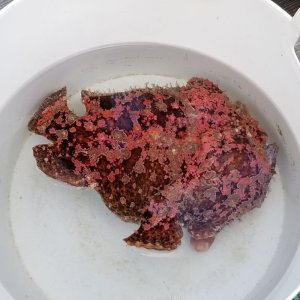 画像: 《近海産海水魚》【激美個体】オオモンカエルアンコウ（3Lサイズ） …ハンドコート採取