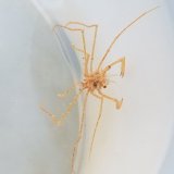 画像: 《近海産甲殻類》トゲミズヒキガニ属の1種…ハンドコート採取