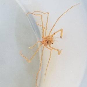 画像: 《近海産甲殻類》トゲミズヒキガニ属の1種…ハンドコート採取
