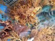 画像2: 《近海産海洋生物類》サメハダテヅルモヅル（МLサイズ)・・フリー個体