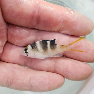 画像: 《近海産海水魚》【珍】ヨコシマクロダイ　当店ハンドコート採取